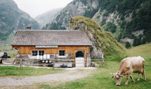 Swiss Cheese Brands and Types