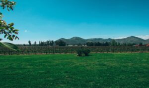 Viña Santa Rita: A Vineyard Near Santiago