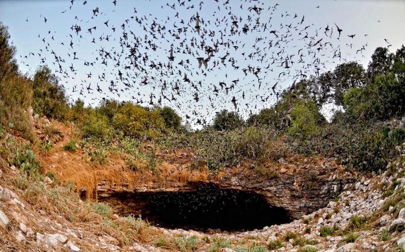 Bracken Cave Preserve (Near San Antonio)
