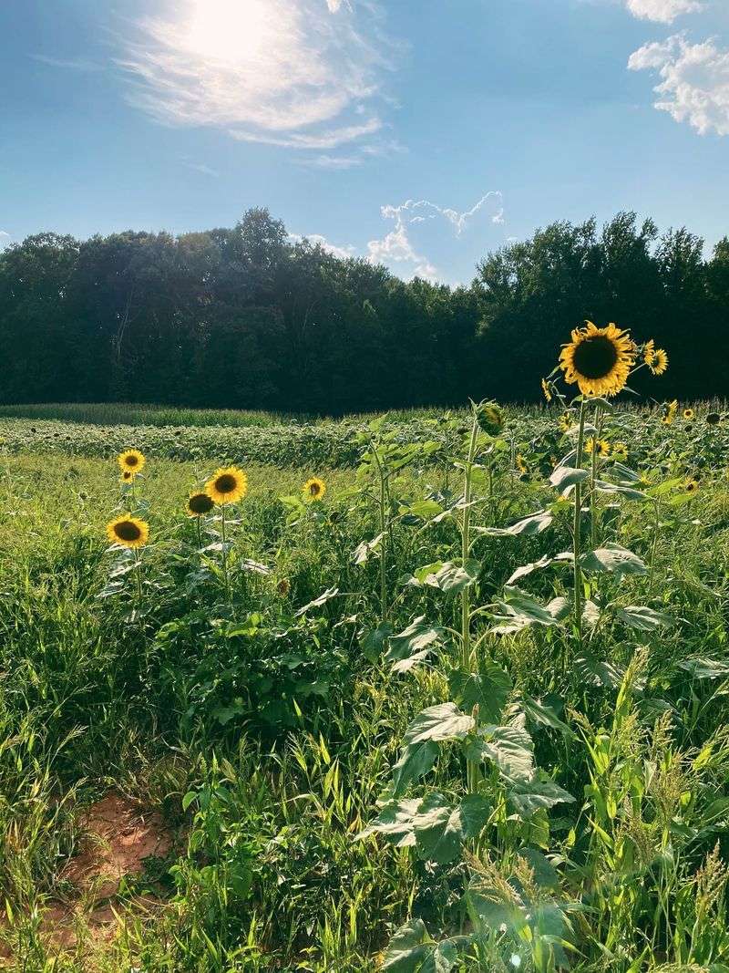 More Than Just Produce