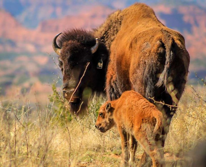 Caprock Canyons State Park