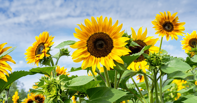 A Farm With Deep Roots