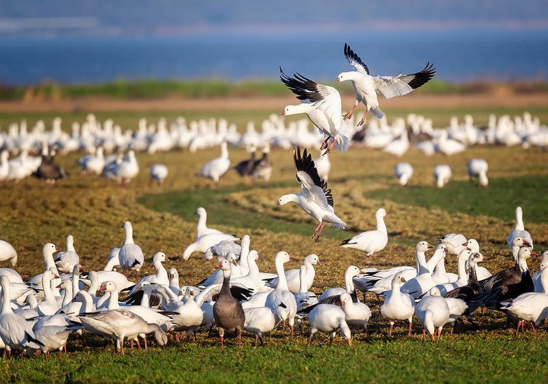 Hagerman National Wildlife Refuge