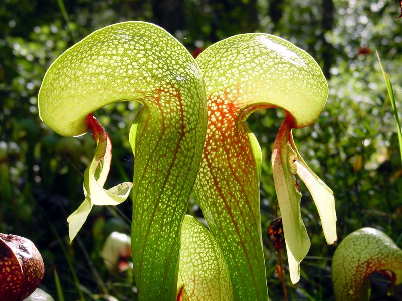 Darlingtonia State Natural Site: Garden of Carnivorous Plants