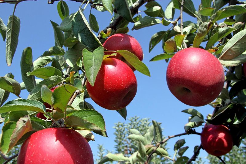 Marker-Miller Orchards - Winchester, Virginia