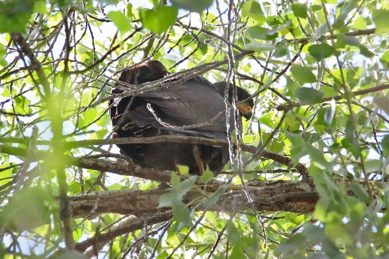 Bird Watching Paradise During Migration