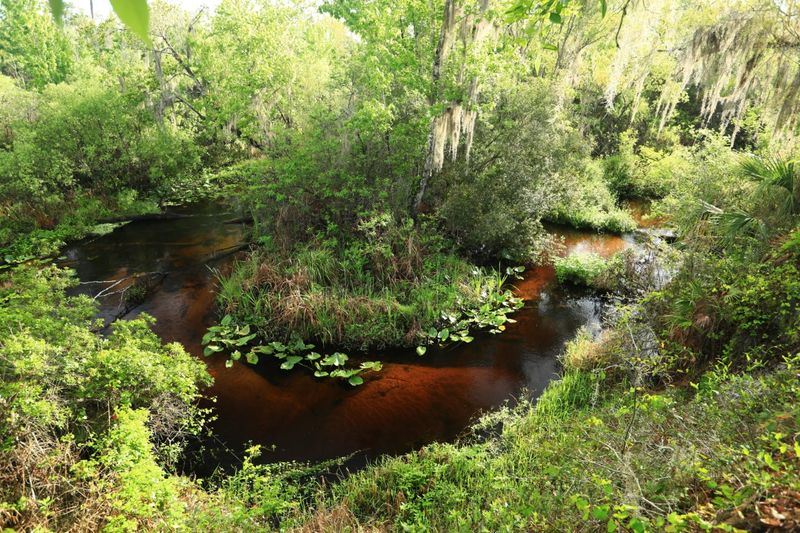 Tiger Creek Preserve (Lake Wales)