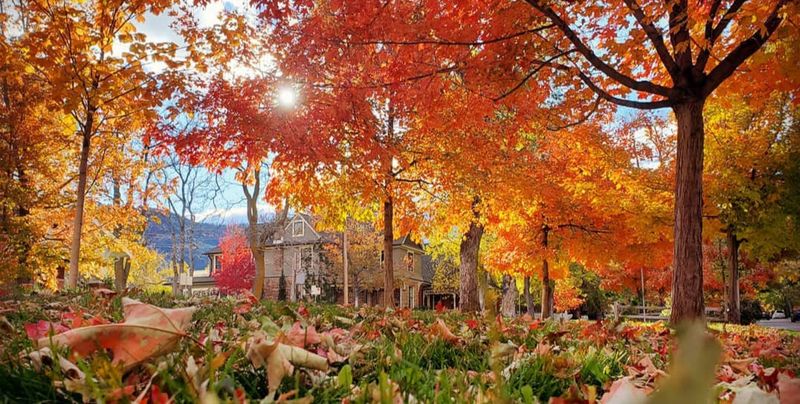 Seasonal Splendor