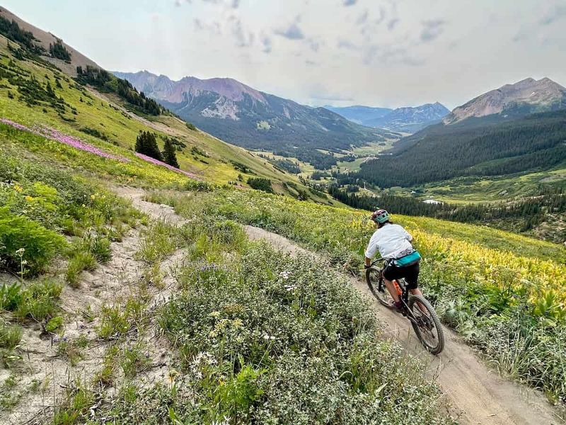 Wildflower Paradise