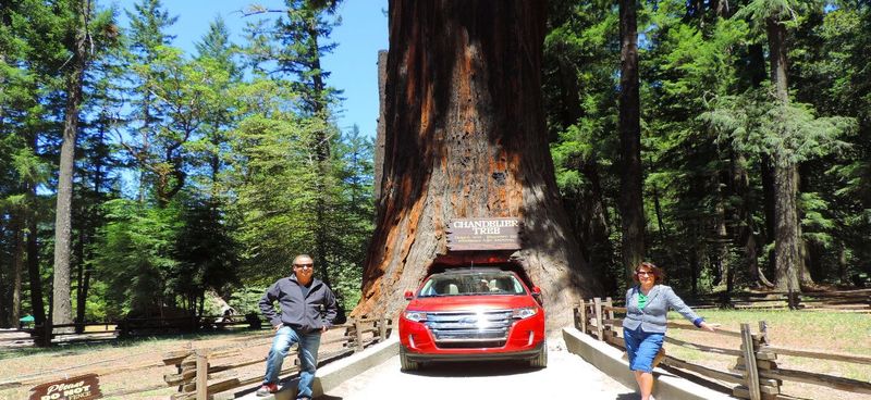 Join Guided Oregon Redwood Tours