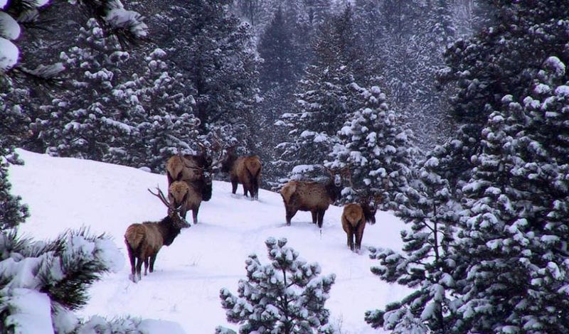 Wildlife Watching Opportunities