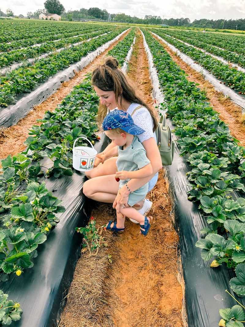 Fresh Picks Through The Seasons