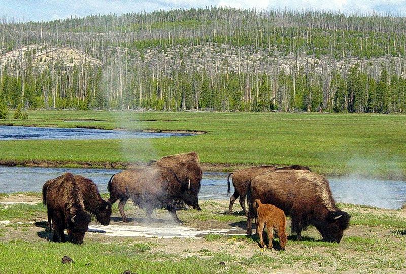 Wildlife Conservation Pioneers