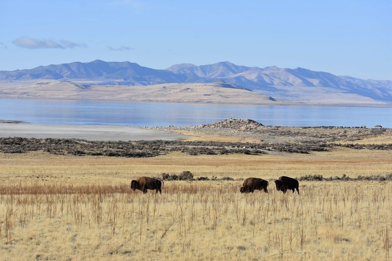 Buffalo Point Viewpoint (Antelope Island State Park)