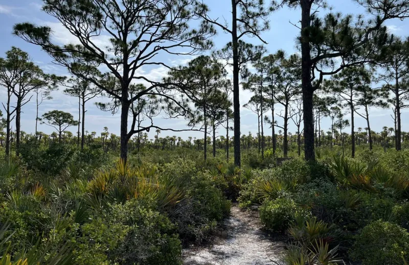 Seabranch Preserve State Park (Stuart)