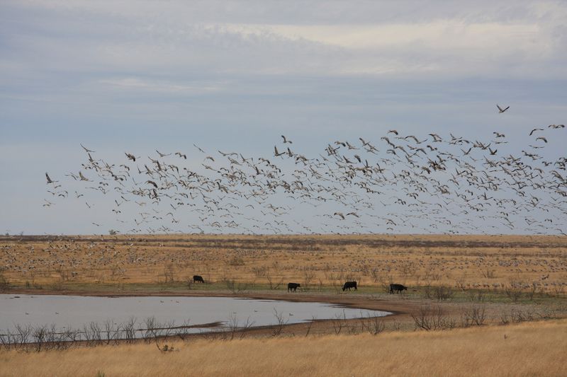 Muleshoe National Wildlife Refuge