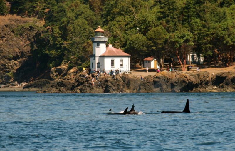Whale Watching at Lime Kiln Point, San Juan Island