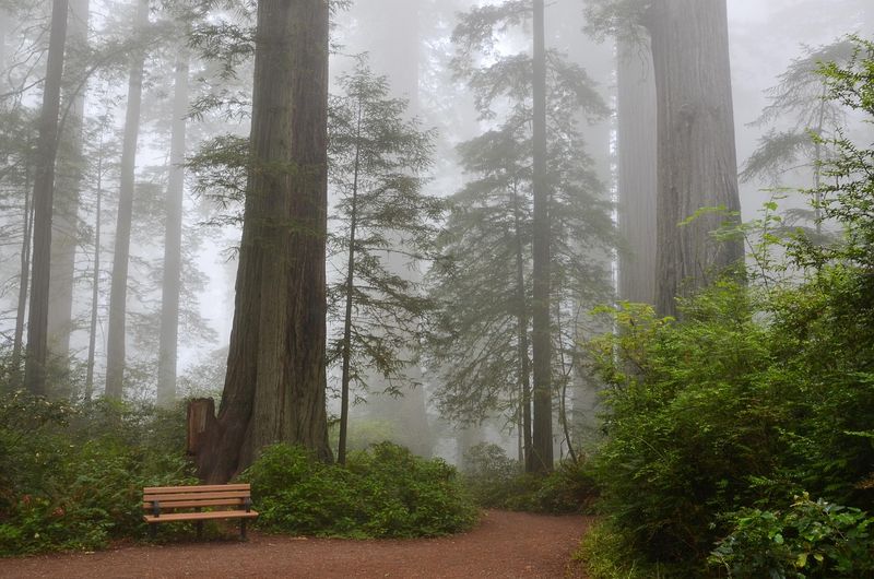 Check Out Brookings Area Redwood Stands
