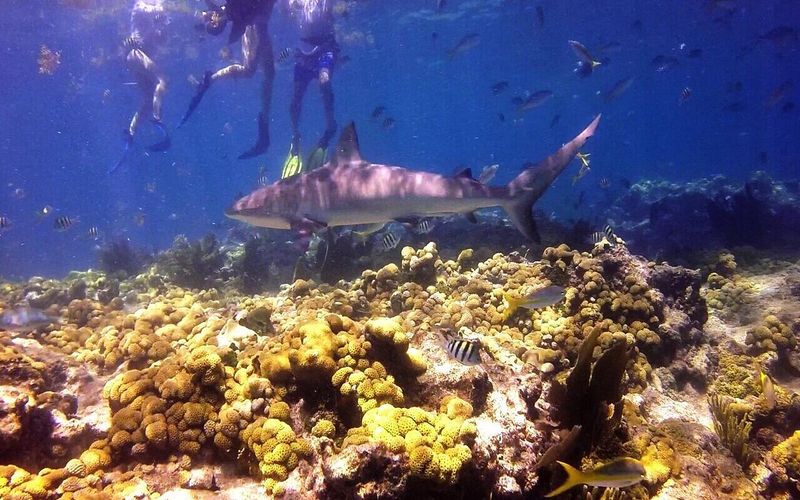 Looe Key Reef, Big Pine Key