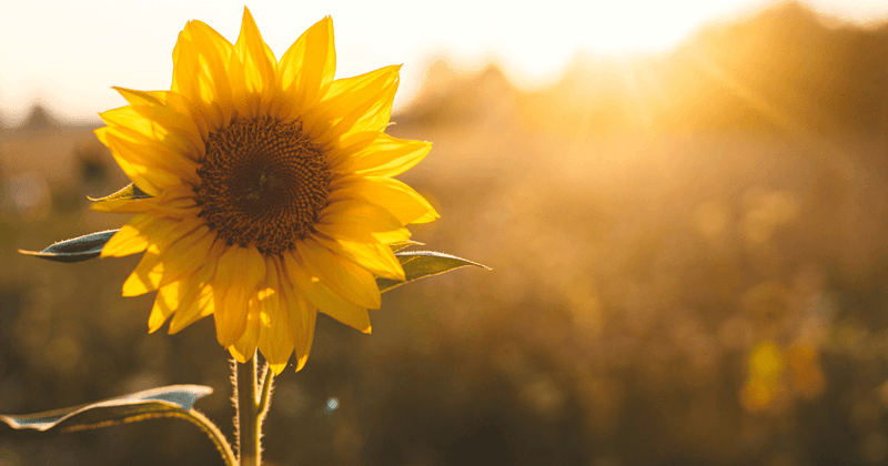 Fields Of Sunshine