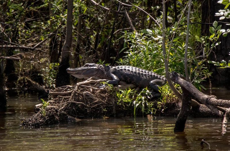 Wildlife Sanctuary Among the Waters