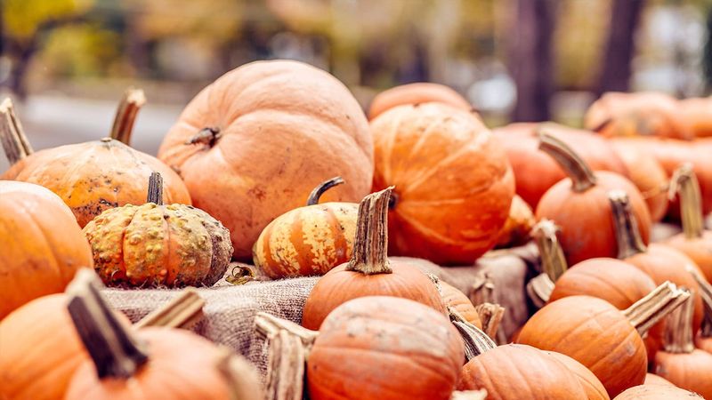 Bloomfield Center Harvest Festival
