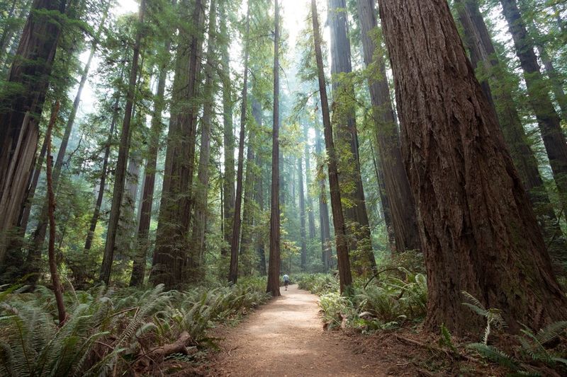 Visit Redwood National And State Parks Northern Section