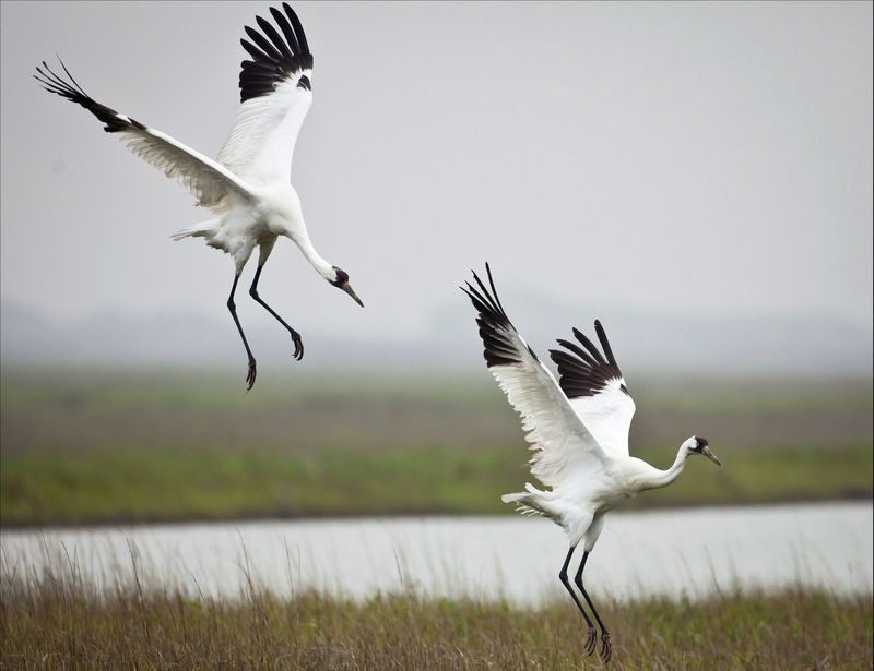 Aransas National Wildlife Refuge