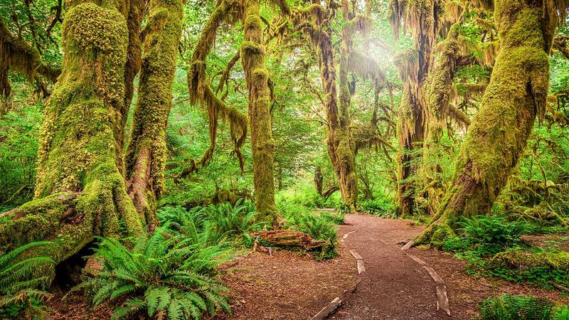 Explore Olympic National Park – Hoh Rainforest Walks
