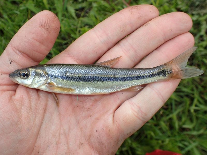 Lake Chub Fish
