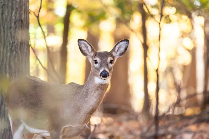Wildlife Encounters