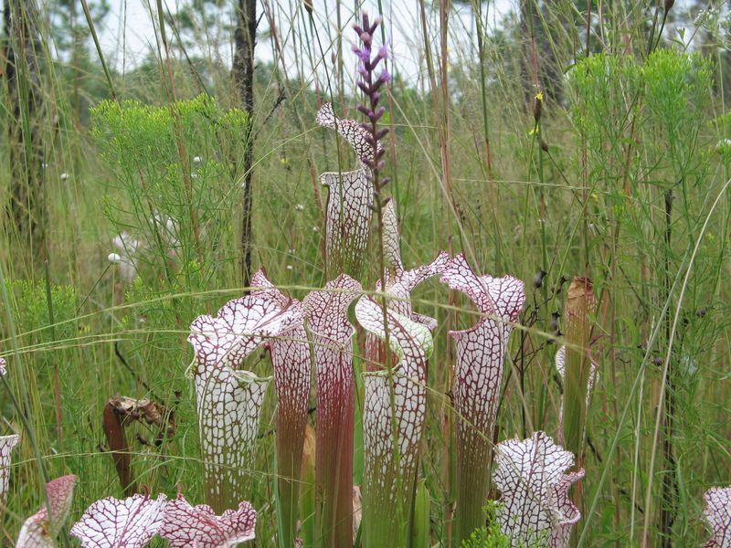 Tarkiln Bayou Preserve State Park (Pensacola)