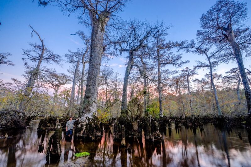 Mystical Cypress Cathedrals