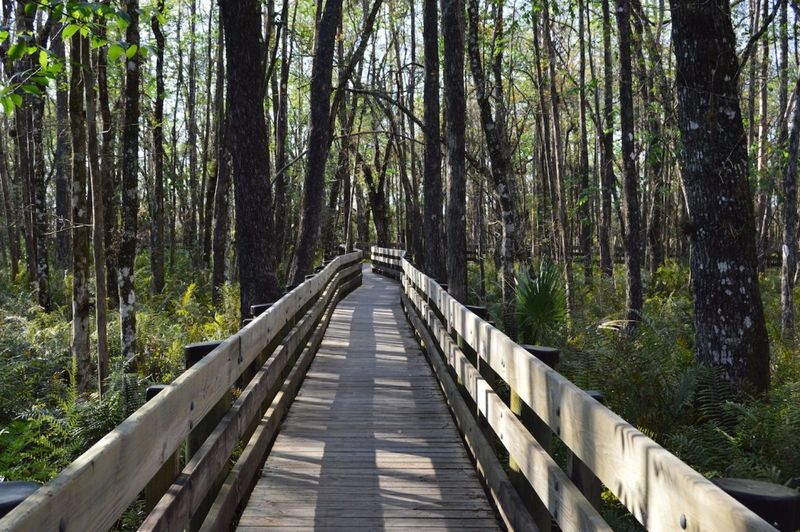 Six Mile Cypress Slough Preserve (Fort Myers)