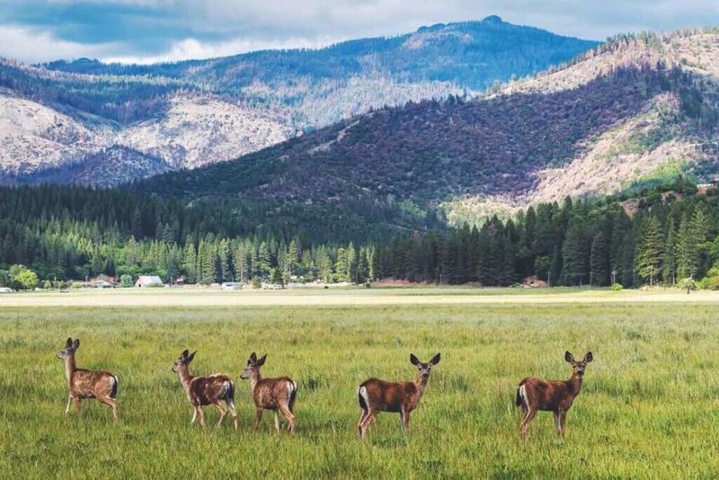 Wildlife Encounters