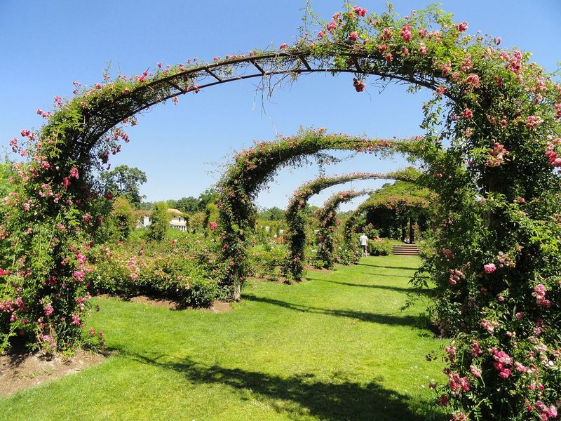 Stroll Through Elizabeth Park's Rose Garden In Hartford