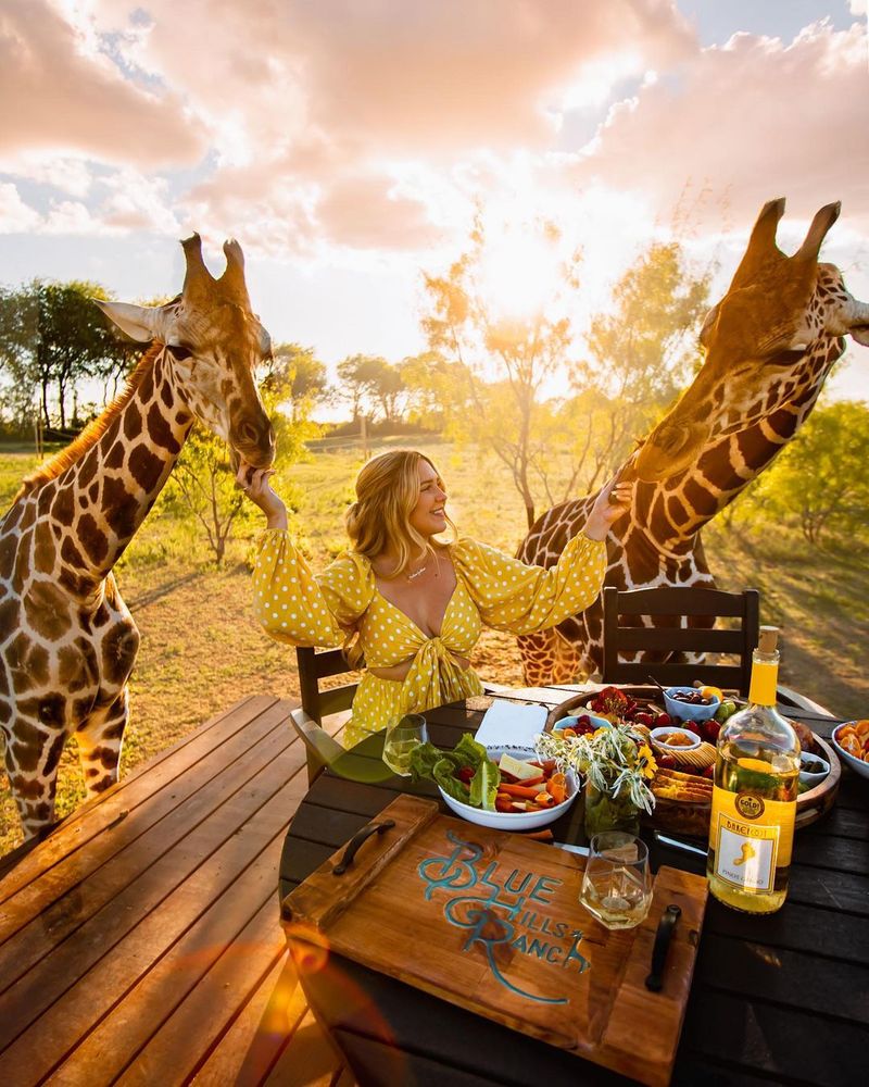 Blue Hills Ranch Giraffe Dining Experience
