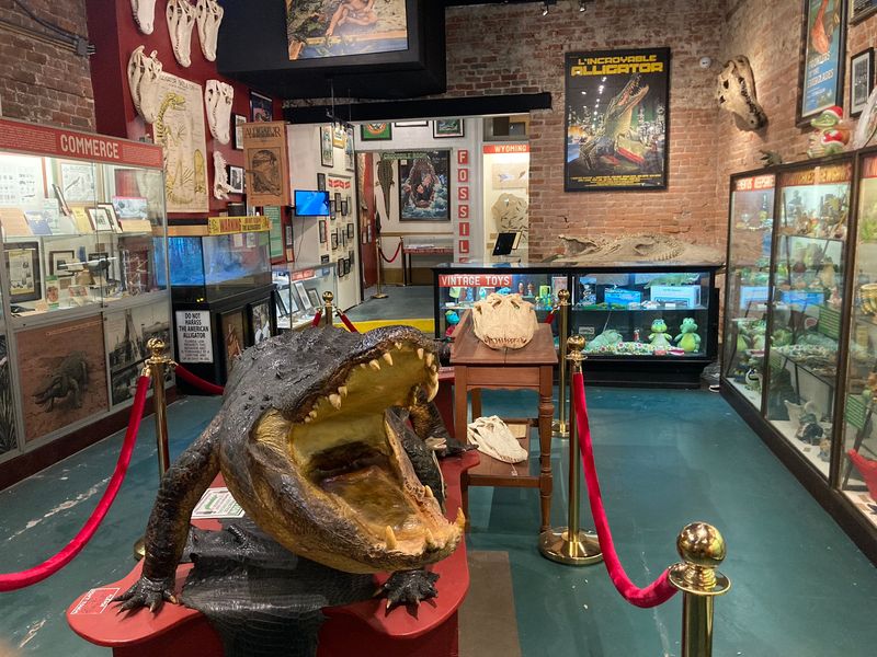 The Great American Alligator Museum In New Orleans