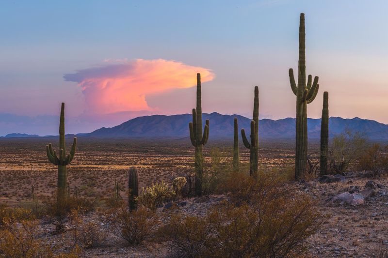 Sonoran Desert National Monument